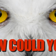 Illustration for article titled A snowy owl makes the trip from the Arctic to Hawaii, where it is promptly shot